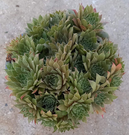 Hauswurz (Sempervivum ) 'Kalinda' T12