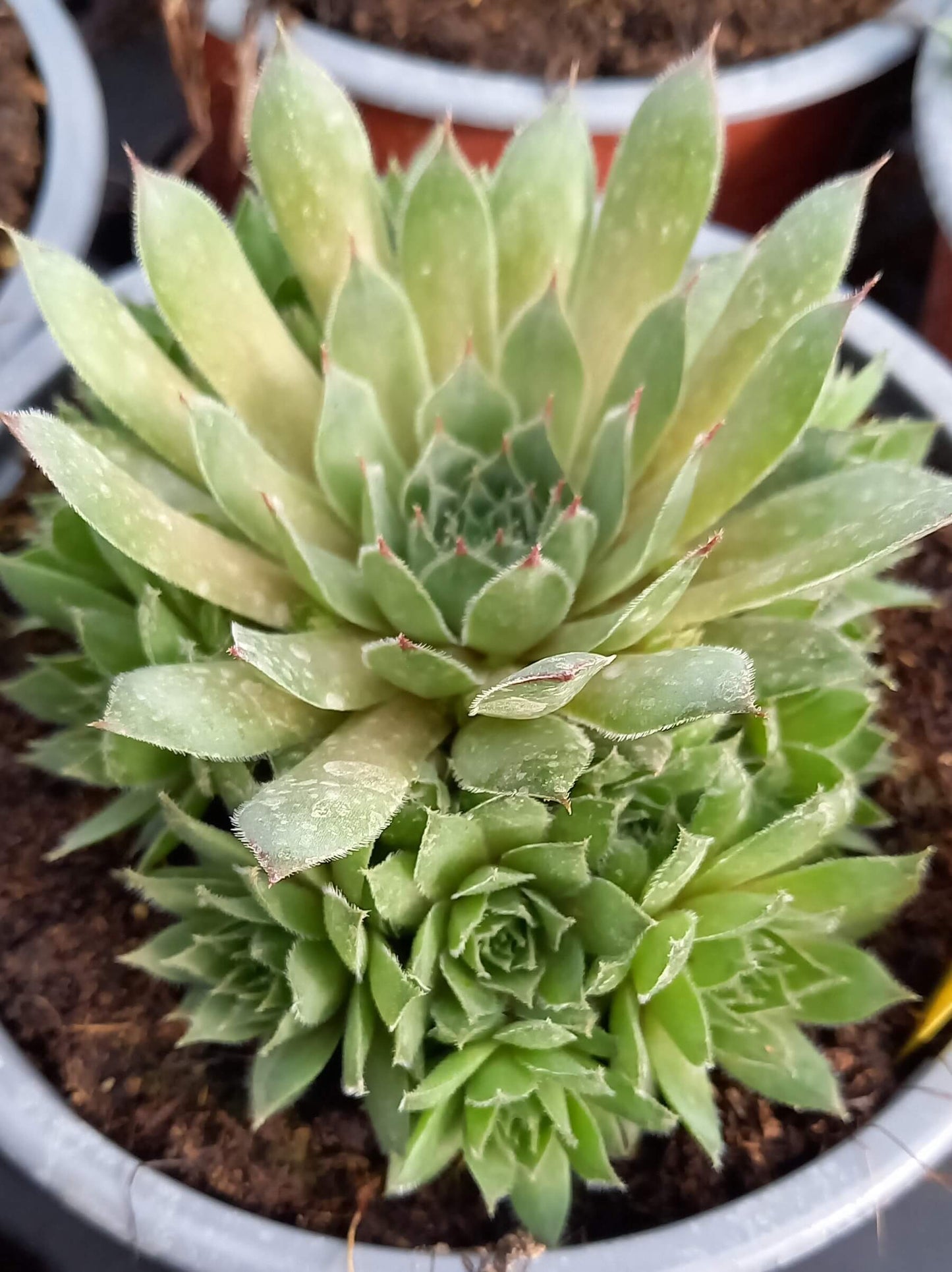 Hauswurz (Sempervivum ) 'Kalinda' T12