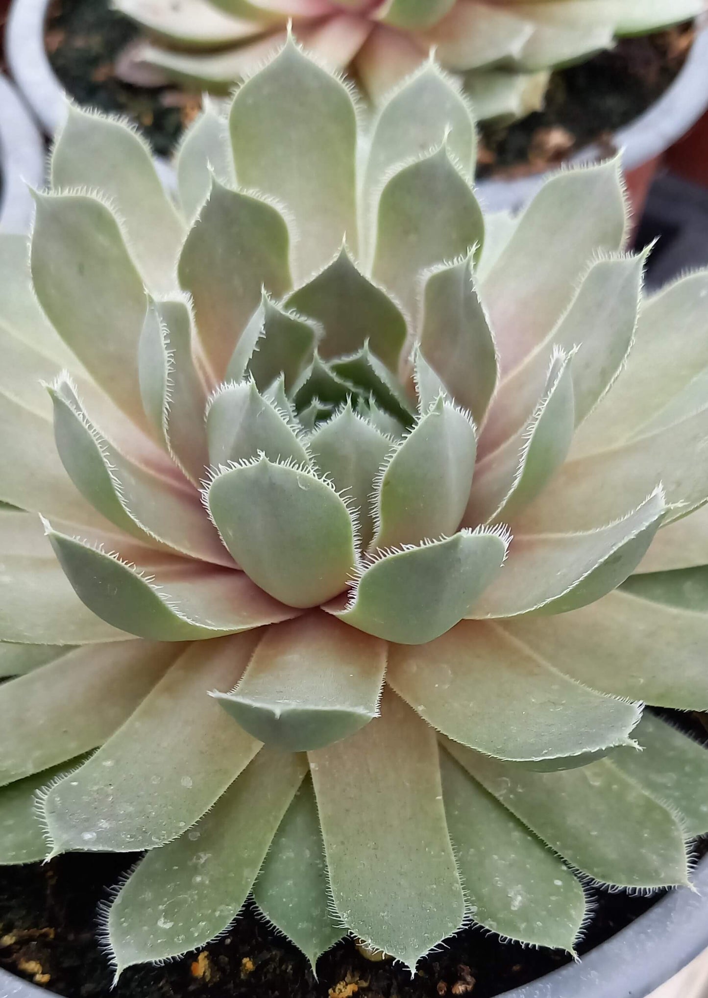 Hauswurz (Sempervivum ) 'Lavender and Old Lace' T12