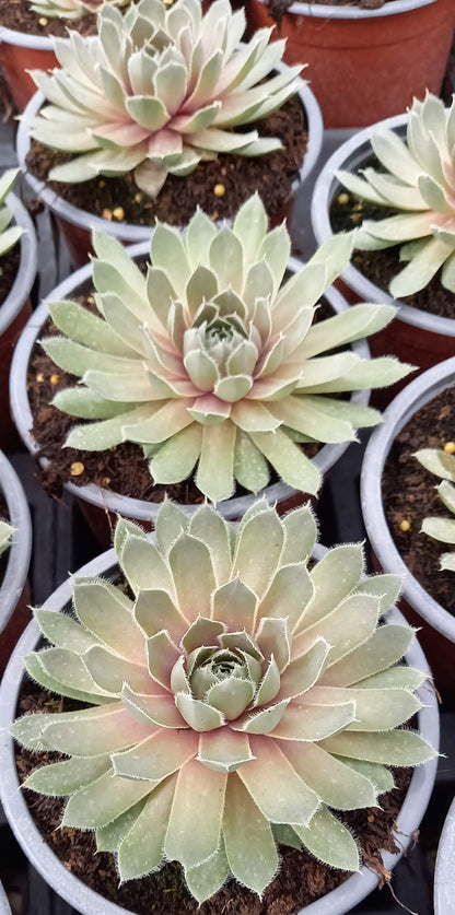 Hauswurz (Sempervivum ) 'Lavender and Old Lace' T12