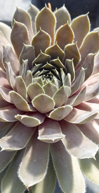 Hauswurz (Sempervivum ) 'Lavender and Old Lace' T12