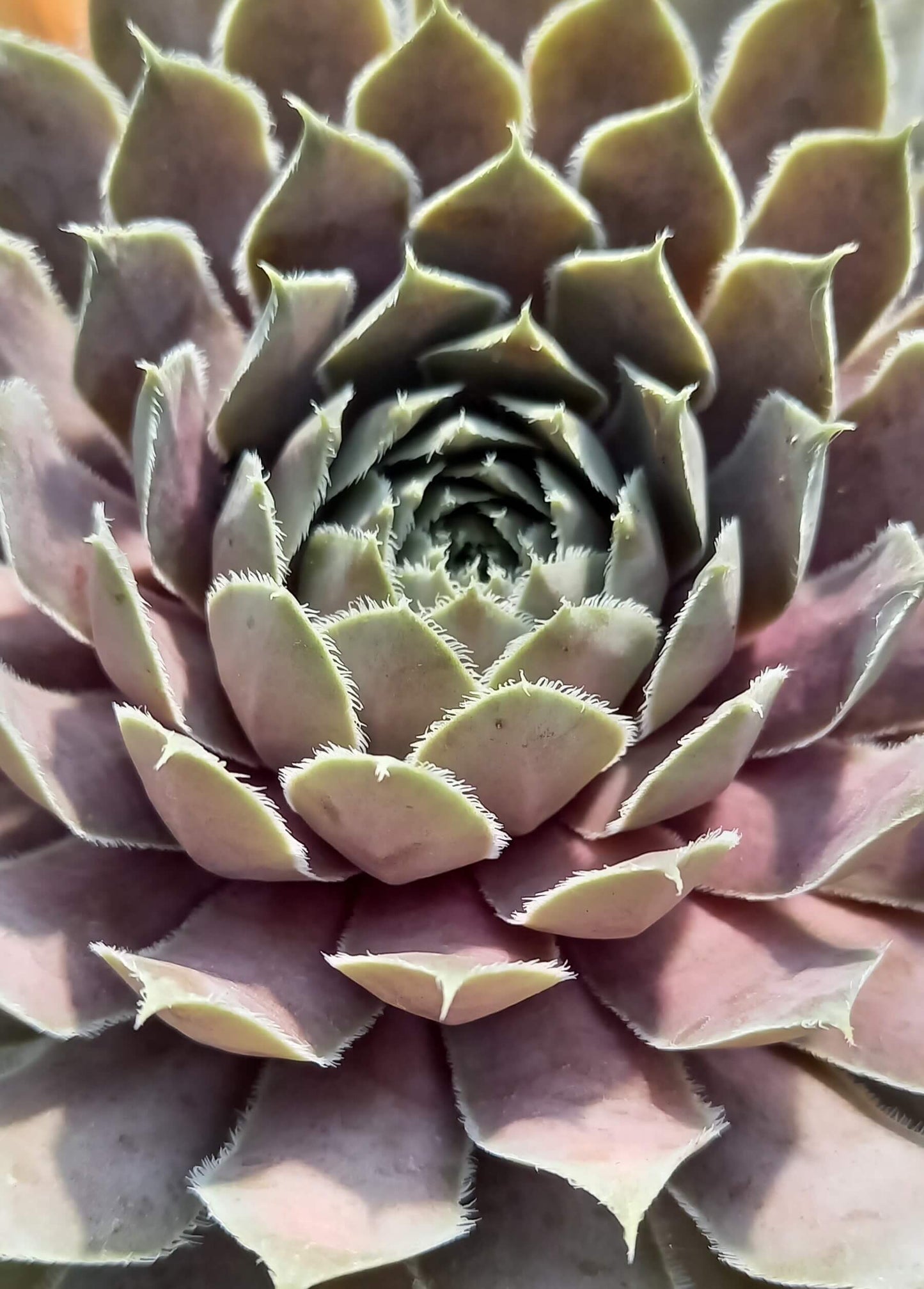 Hauswurz (Sempervivum ) 'Lavender and Old Lace' T12