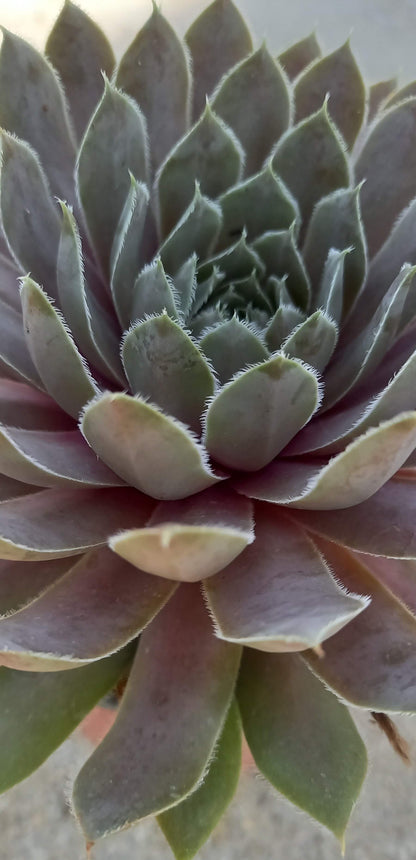 Hauswurz (Sempervivum ) 'Lavender and Old Lace' T12