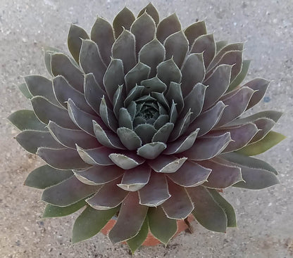 Hauswurz (Sempervivum ) 'Lavender and Old Lace' T12
