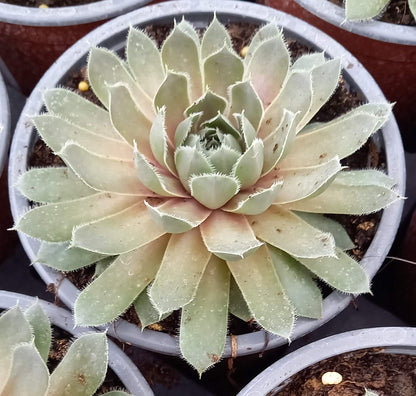 Hauswurz (Sempervivum ) 'Lavender and Old Lace' T12