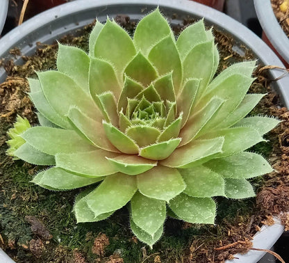 Hauswurz (Sempervivum ) 'Rubin/Red Rubin' T12