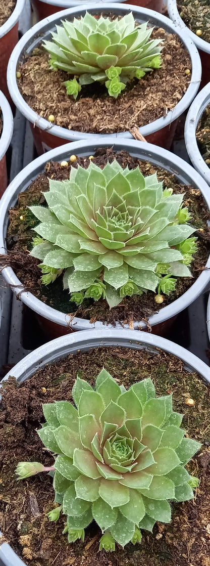 Hauswurz (Sempervivum ) 'Rubin/Red Rubin' T12
