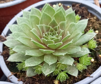 Hauswurz (Sempervivum ) 'Rubin/Red Rubin' T12