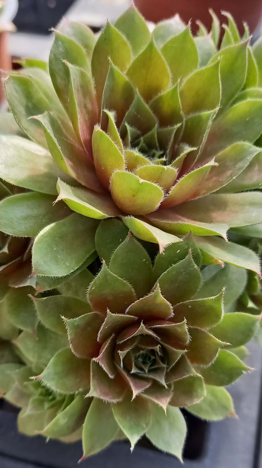 Hauswurz (Sempervivum ) 'Rubin/Red Rubin' T12