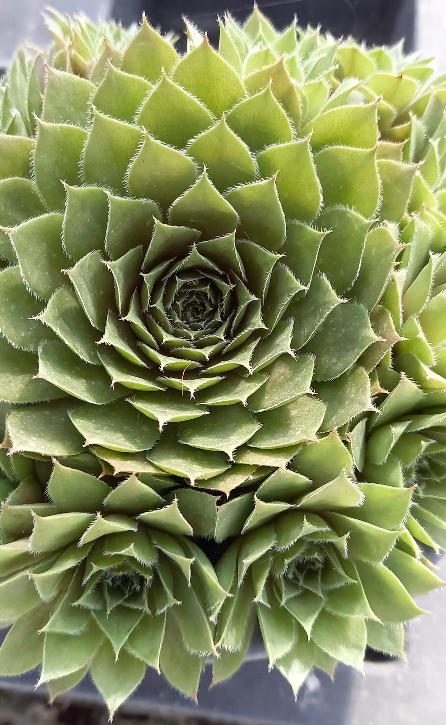 Hauswurz (Sempervivum ) 'Rubin/Red Rubin' T12