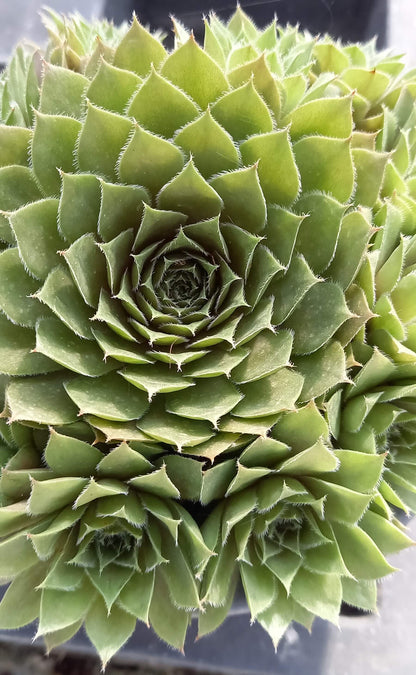Hauswurz (Sempervivum ) 'Rubin/Red Rubin' T12