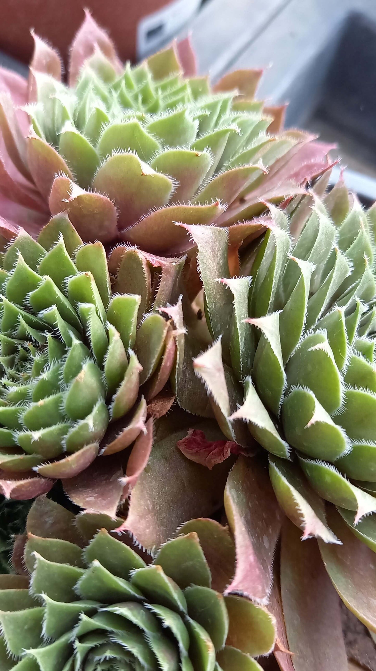 Hauswurz (Sempervivum ) 'Rubin/Red Rubin' T12