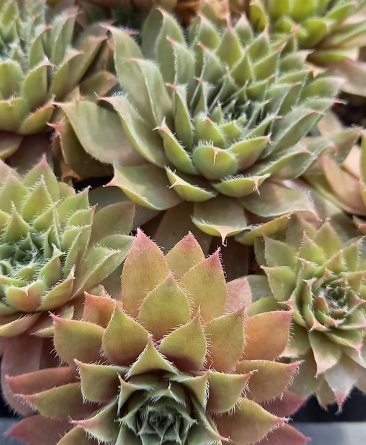 Hauswurz (Sempervivum ) 'Rubin/Red Rubin' T12