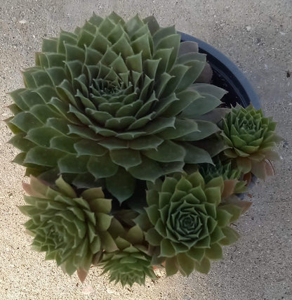 Hauswurz (Sempervivum ) 'Rubin/Red Rubin' T12