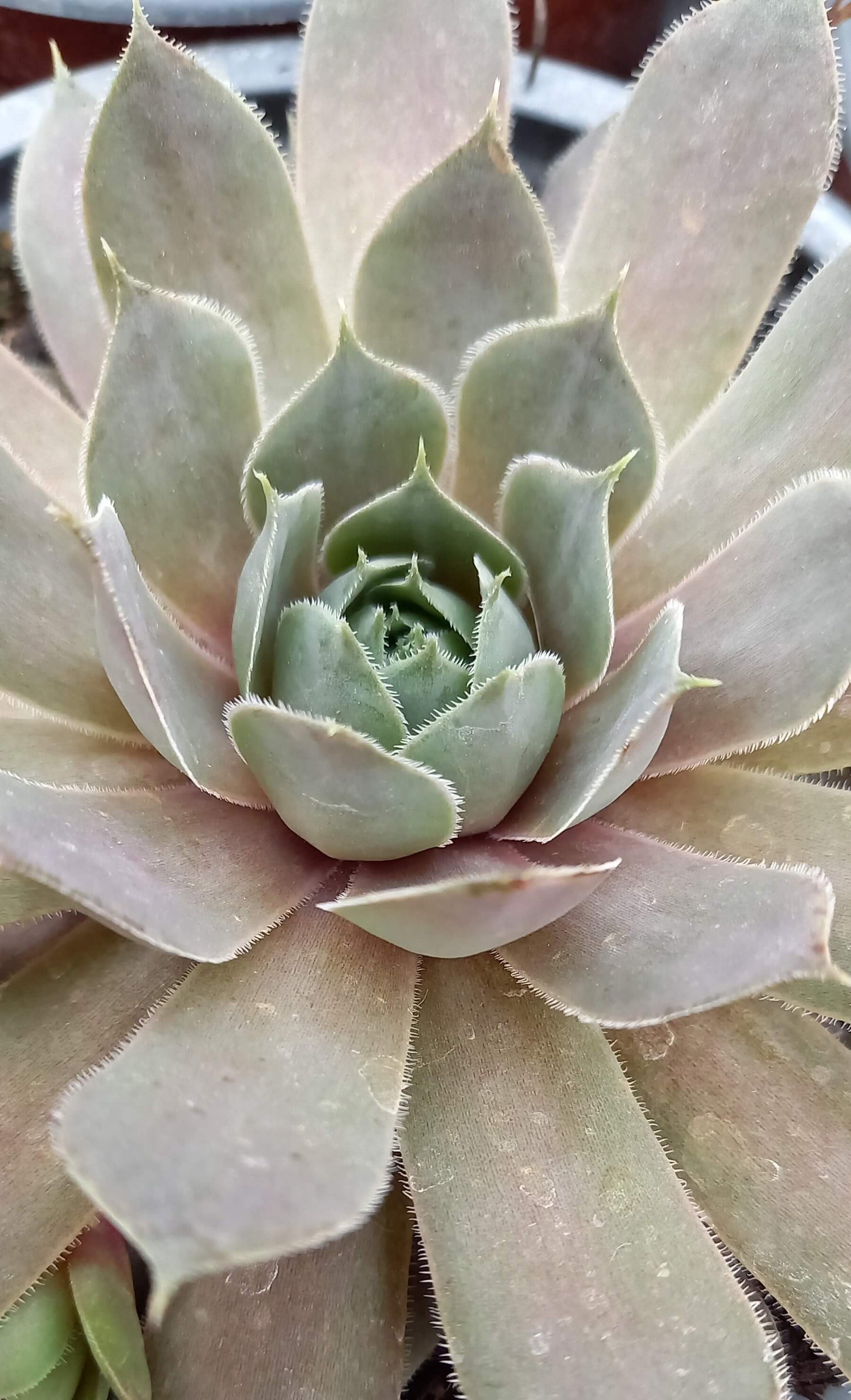 Hauswurz (Sempervivum ) 'Silverine' T12