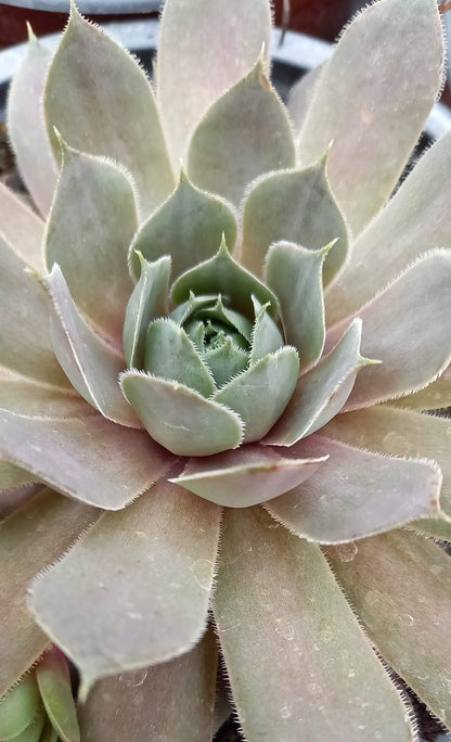 Hauswurz (Sempervivum ) 'Silverine' T12