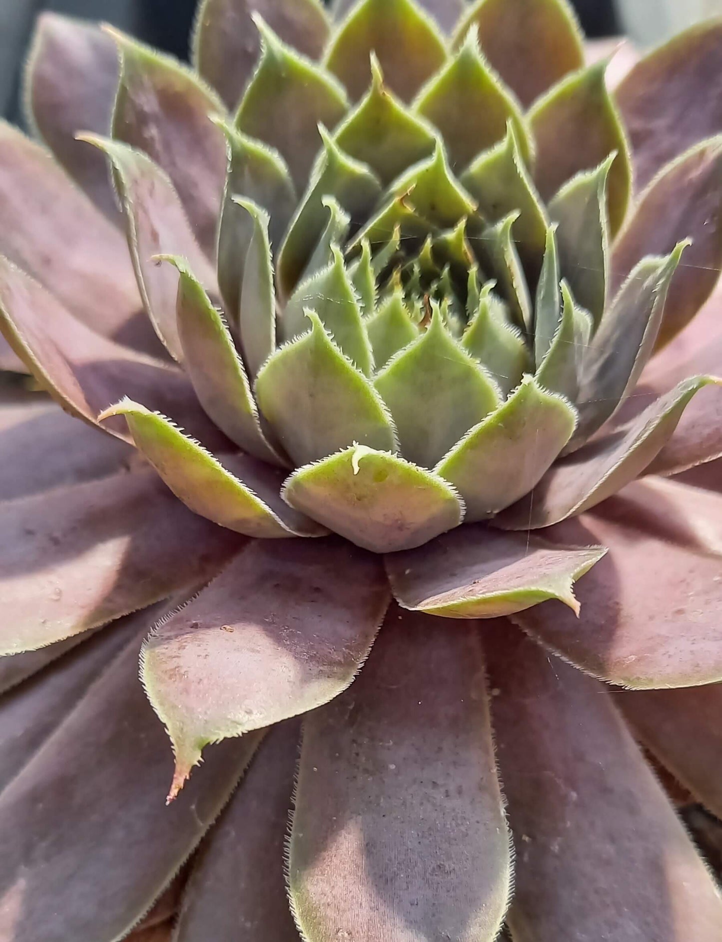 Hauswurz (Sempervivum ) 'Silverine' T12