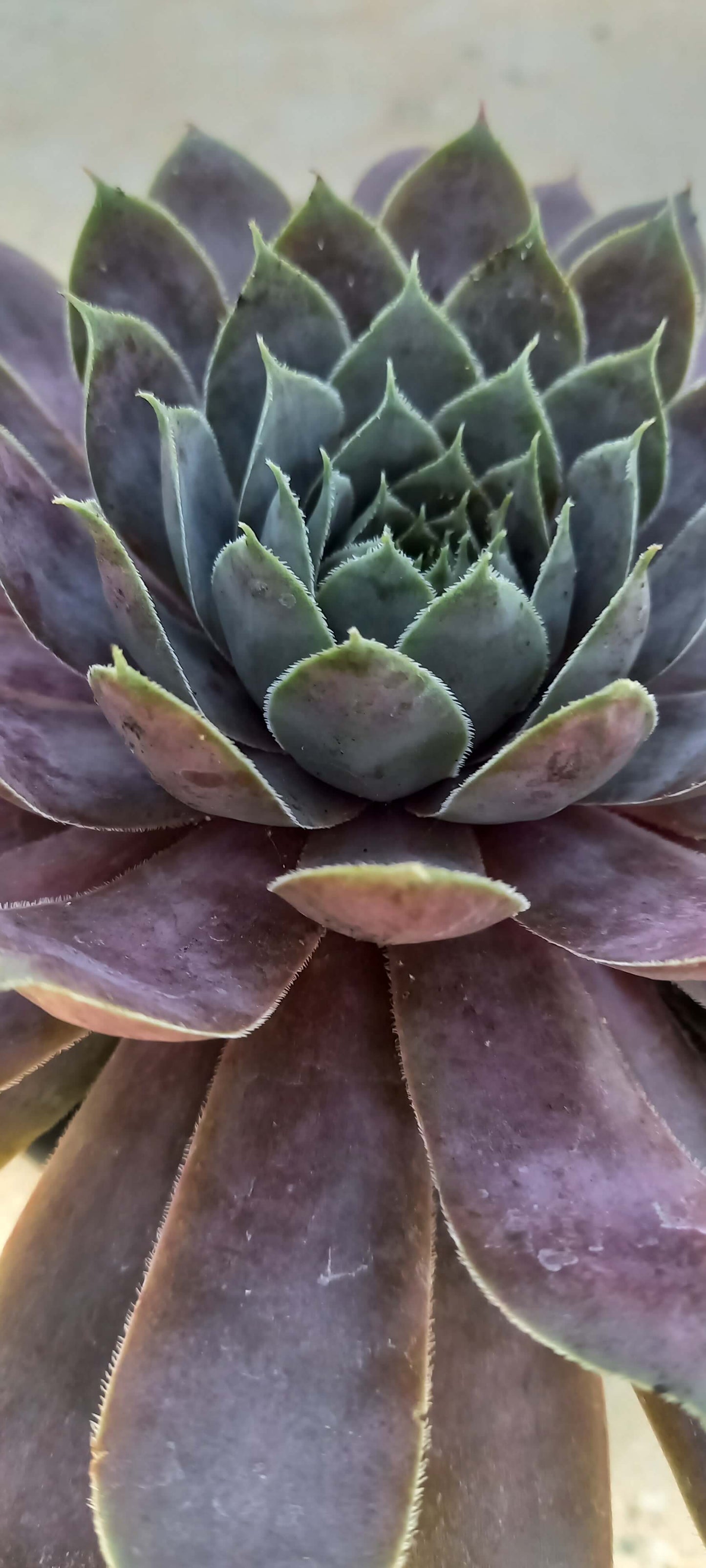 Hauswurz (Sempervivum ) 'Silverine' T12