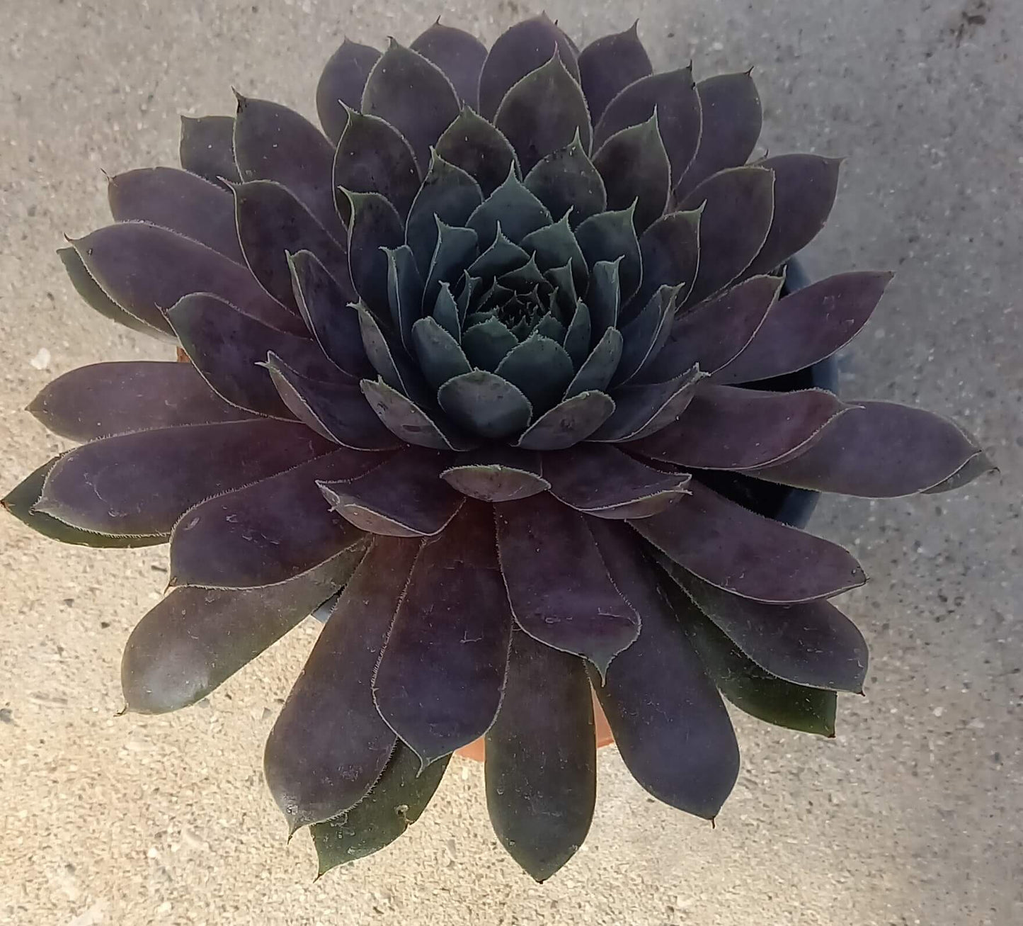 Hauswurz (Sempervivum ) 'Silverine' T12