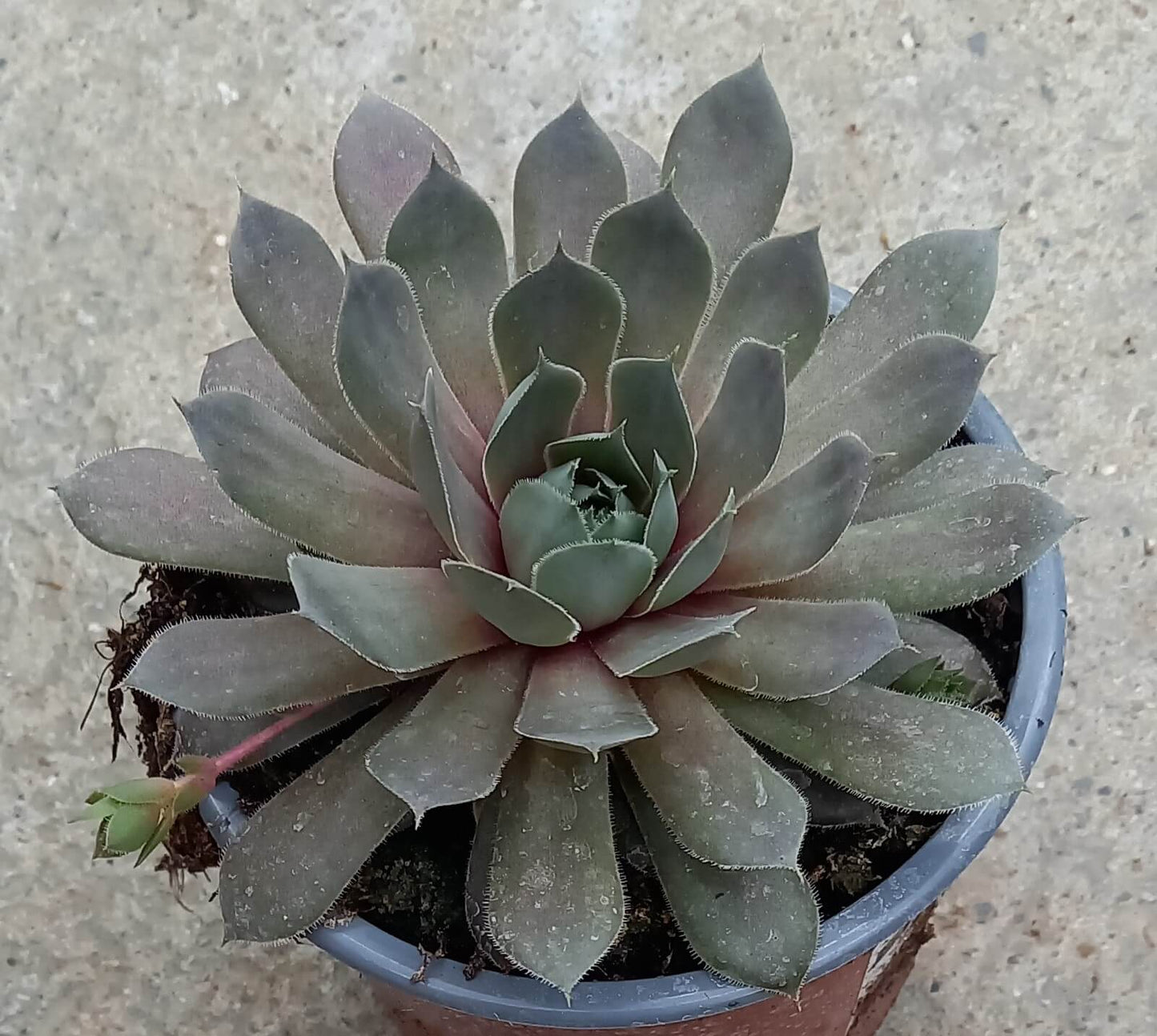 Hauswurz (Sempervivum ) 'Silverine' T12