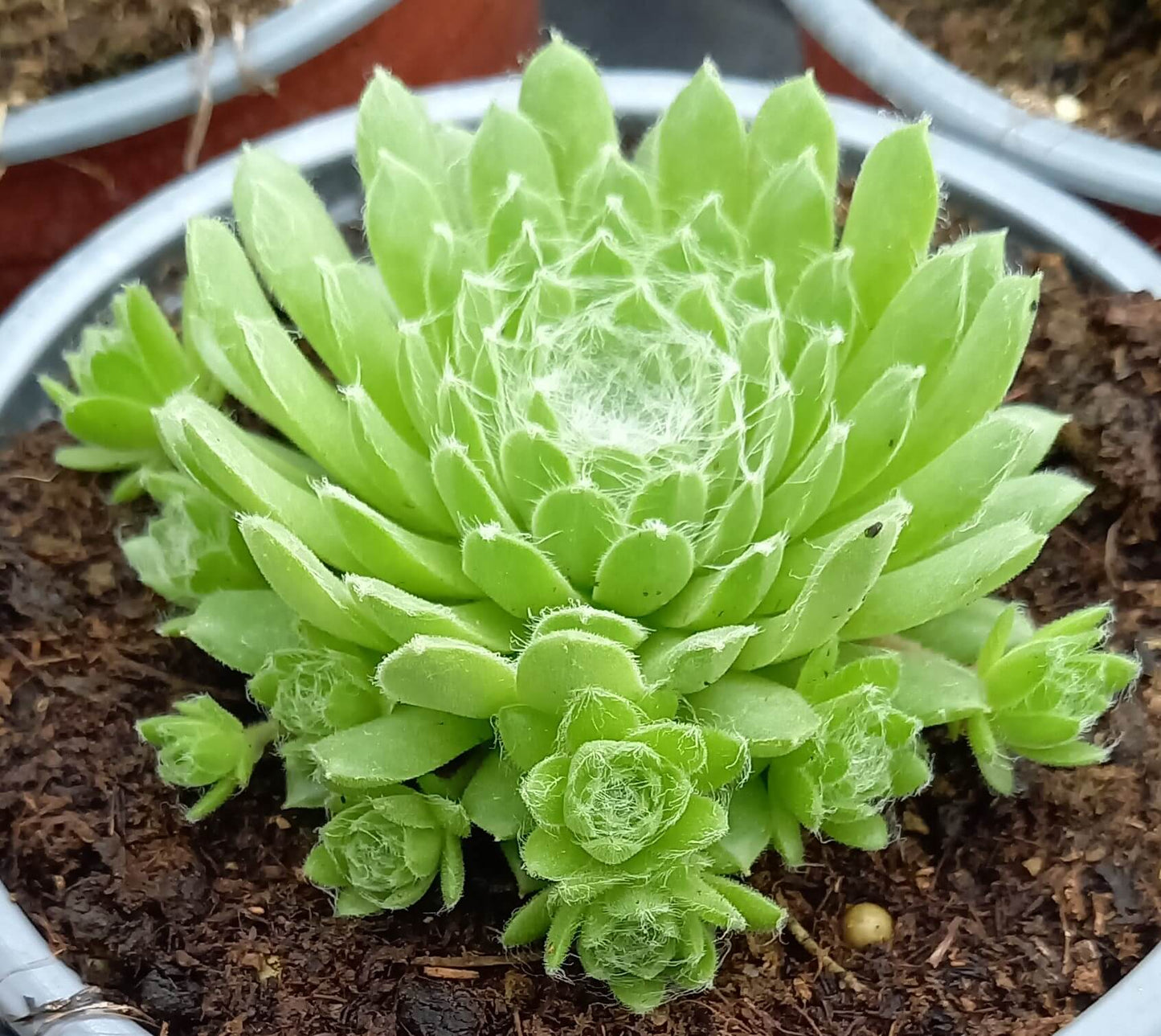 Spinnweb-Hauswurz (Sempervivum arachnoideum) 'Spring Beauty' T12
