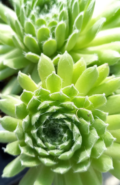 Spinnweb-Hauswurz (Sempervivum arachnoideum) 'Spring Beauty' T12