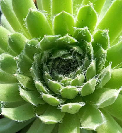 Spinnweb-Hauswurz (Sempervivum arachnoideum) 'Spring Beauty' T12