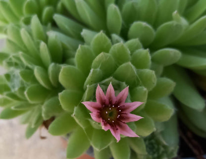 Spinnweb-Hauswurz (Sempervivum arachnoideum) 'Spring Beauty' T12