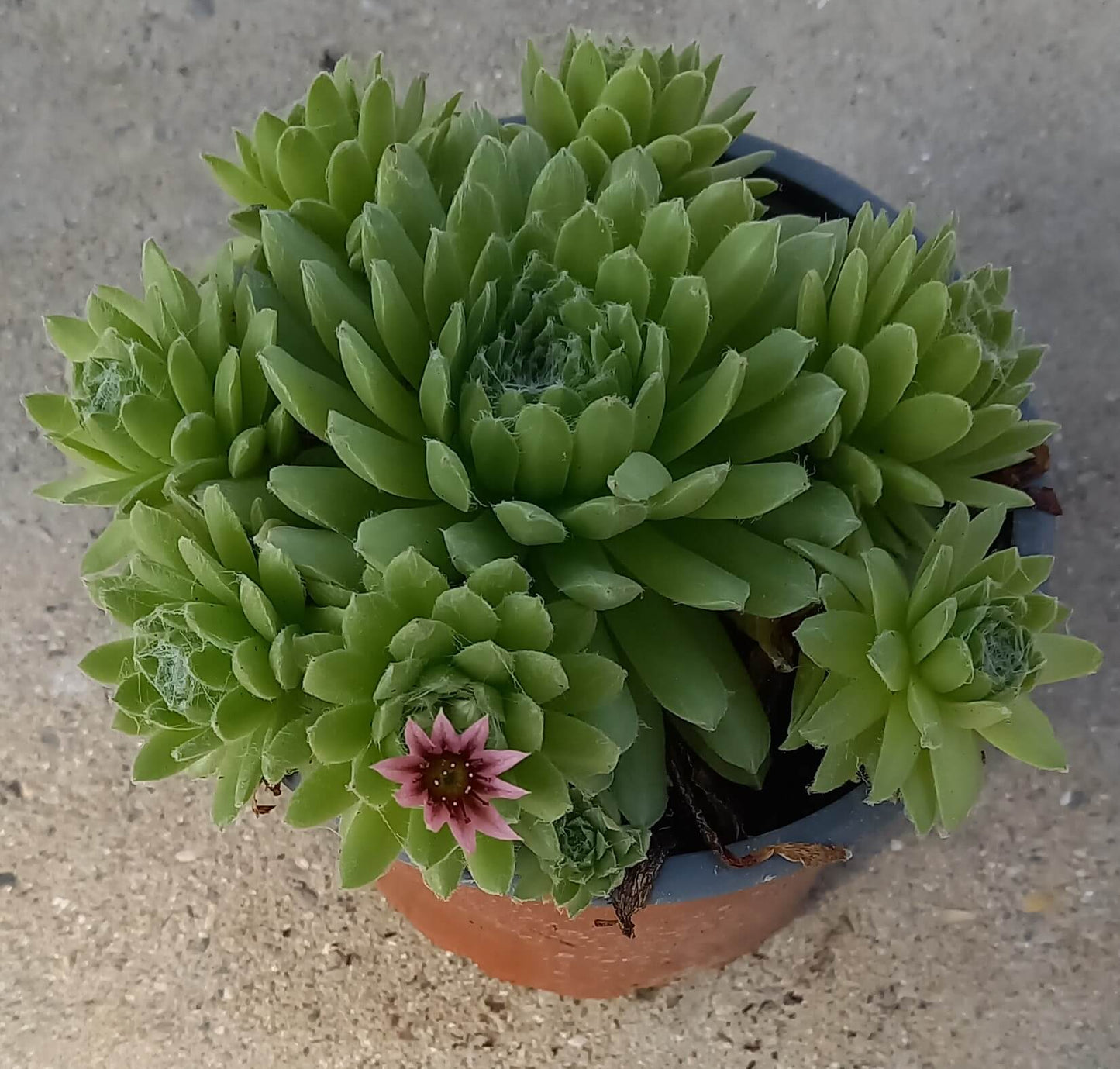 Spinnweb-Hauswurz (Sempervivum arachnoideum) 'Spring Beauty' T12