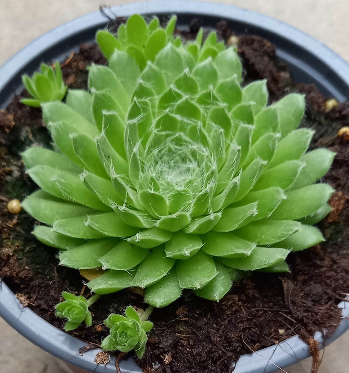 Spinnweb-Hauswurz (Sempervivum arachnoideum) 'Spring Beauty' T12