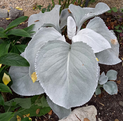 Engelsflügel-Geiskraut (Senecio candicans) 'Angel Wings®' T14