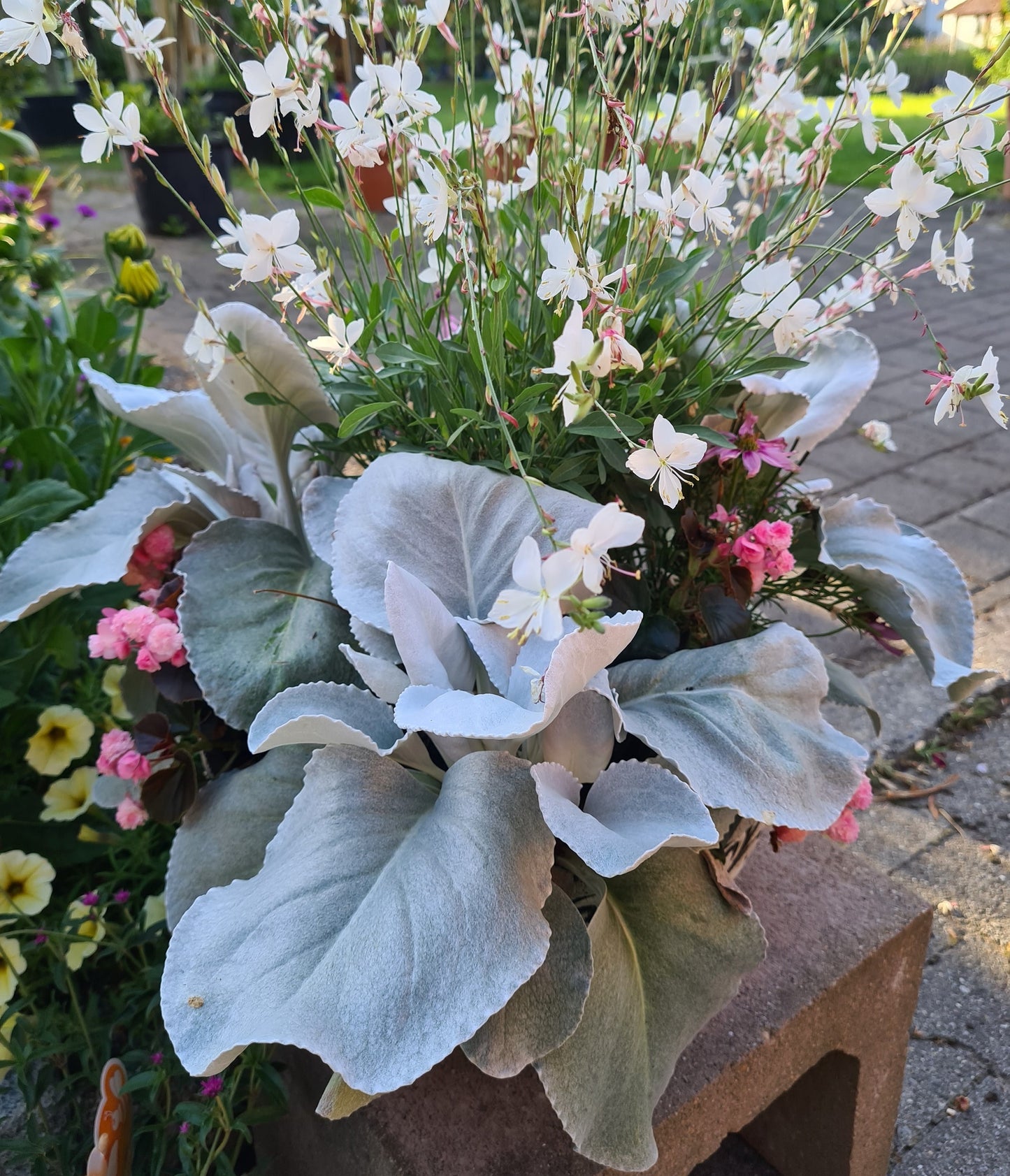 Engelsflügel-Geiskraut (Senecio candicans) 'Angel Wings®' T14