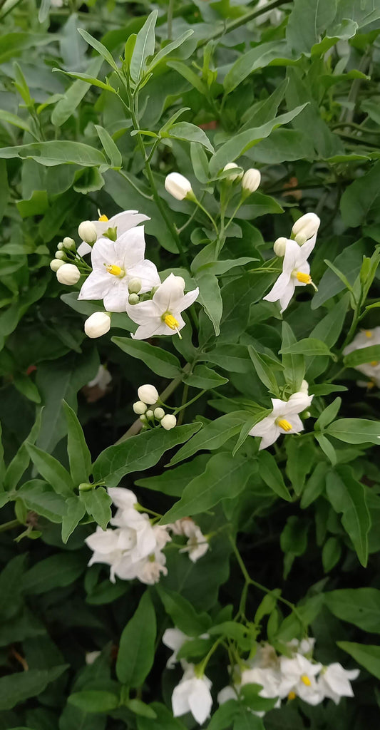 Sommerjasmin (Solanum jasminoides) weiß T12