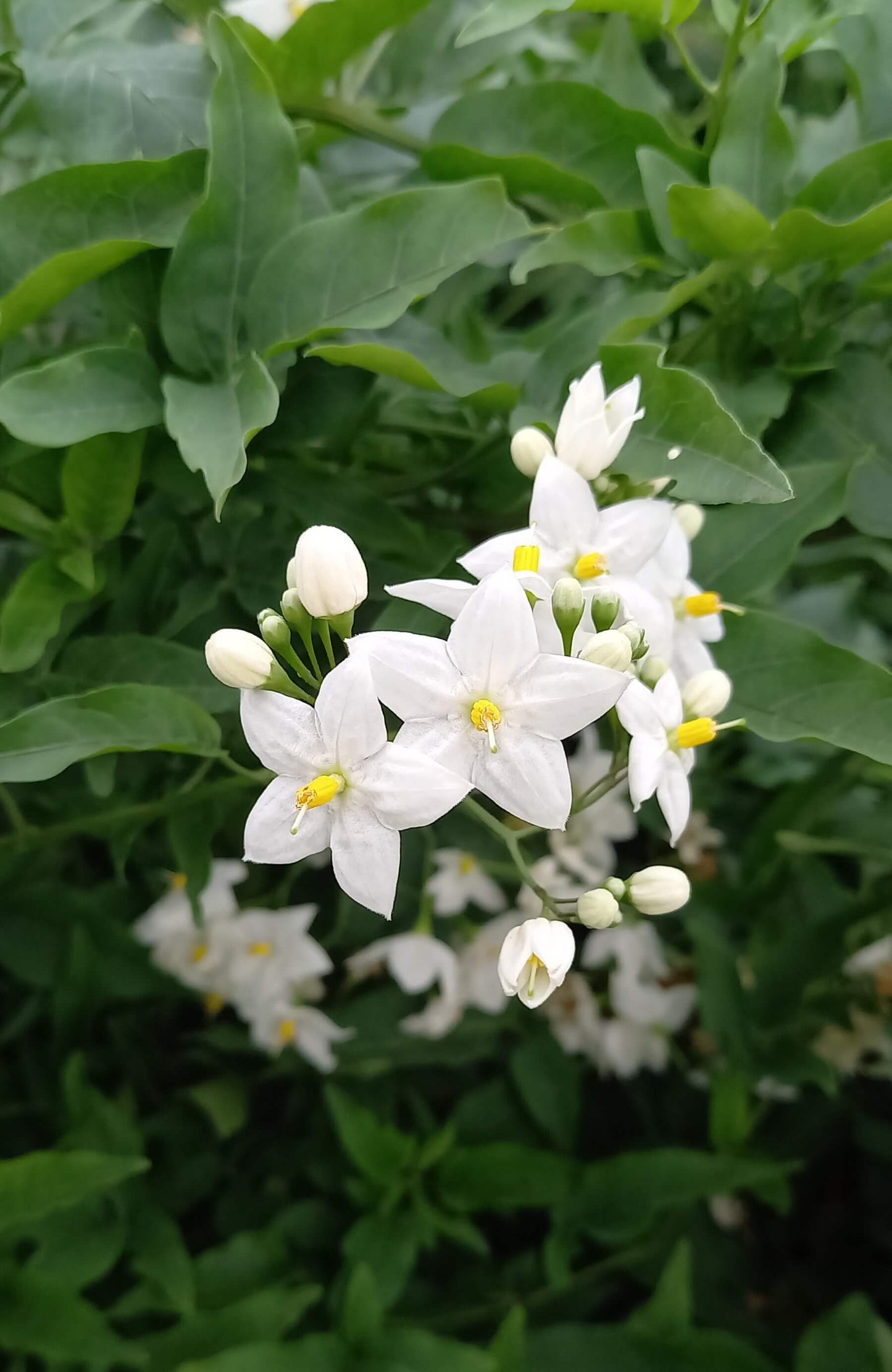 Sommerjasmin (Solanum jasminoides) weiß T12