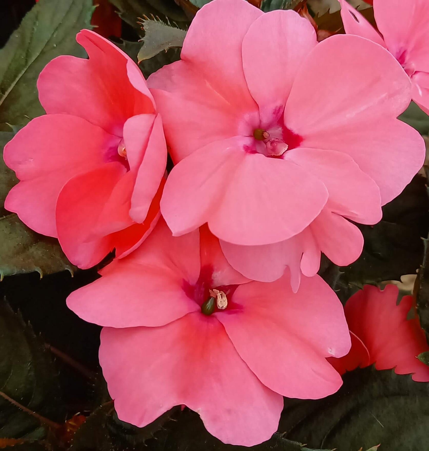 Sonnen-Lieschen (Impatiens) 'SunPatiens®' in verschiedenen Farben