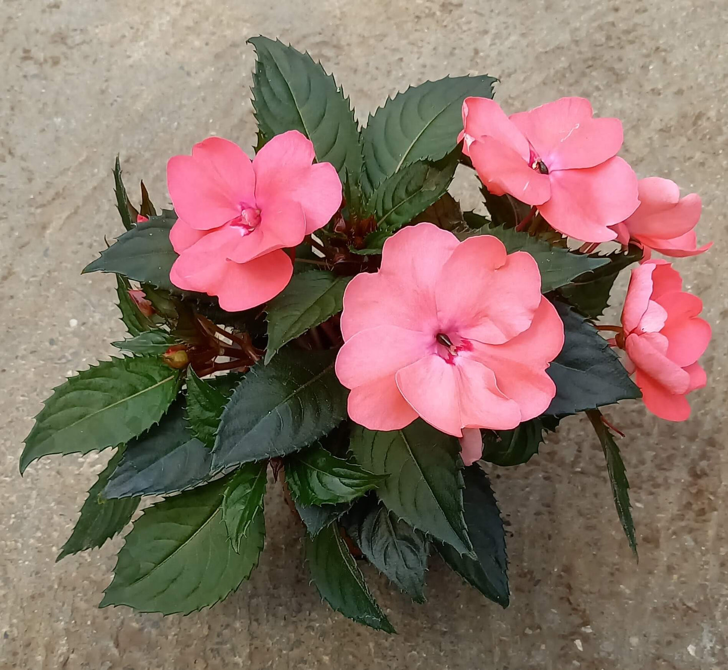 Sonnen-Lieschen (Impatiens) 'SunPatiens®' in verschiedenen Farben