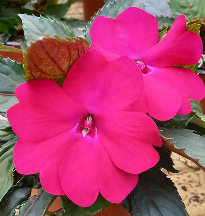 Sonnen-Lieschen (Impatiens) 'SunPatiens®' in verschiedenen Farben