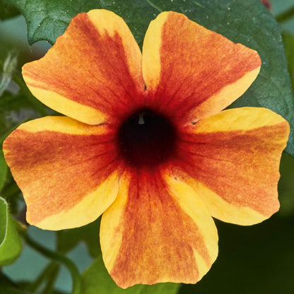 Schwarzäugige Susanne (Thunbergia) 'Sunny Susy® in verschiedenen Farben