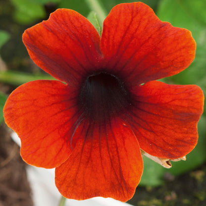 Schwarzäugige Susanne (Thunbergia) 'Sunny Susy® in verschiedenen Farben
