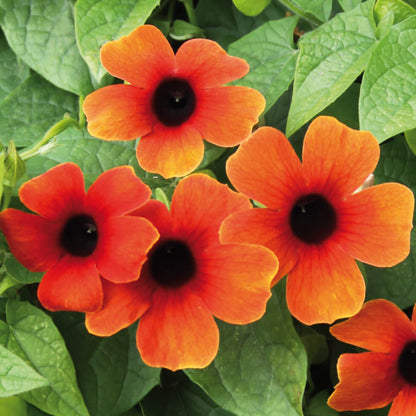 Schwarzäugige Susanne (Thunbergia) 'Sunny Susy® in verschiedenen Farben