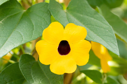 Schwarzäugige Susanne (Thunbergia) 'Sunny Susy® in verschiedenen Farben