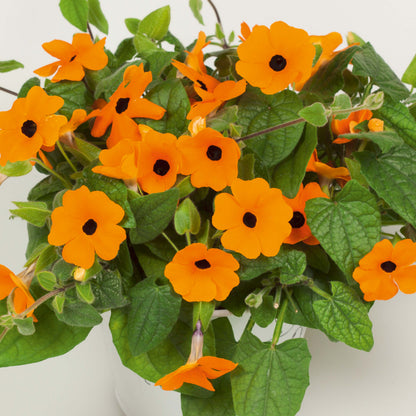 Schwarzäugige Susanne (Thunbergia) 'Sunny Susy® in verschiedenen Farben