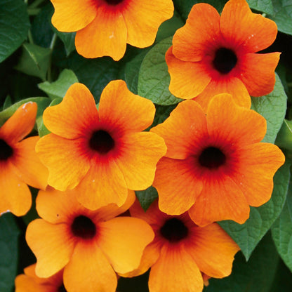 Schwarzäugige Susanne (Thunbergia) 'Sunny Susy® in verschiedenen Farben