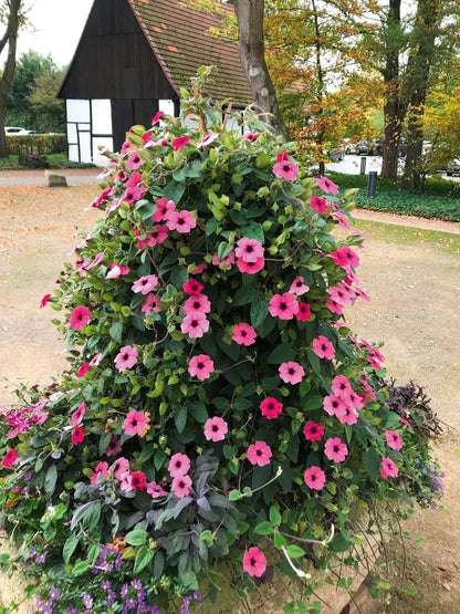 Schwarzäugige Susanne (Thunbergia) 'Sunny Susy® in verschiedenen Farben