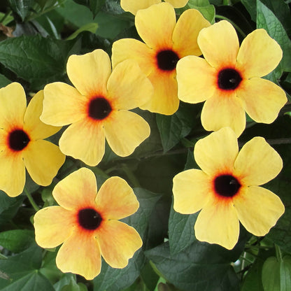 Schwarzäugige Susanne (Thunbergia) 'Sunny Susy® in verschiedenen Farben