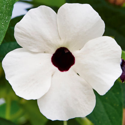 Schwarzäugige Susanne (Thunbergia) 'Sunny Susy® in verschiedenen Farben