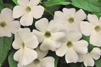 Schwarzäugige Susanne (Thunbergia) 'Sunny Susy® in verschiedenen Farben