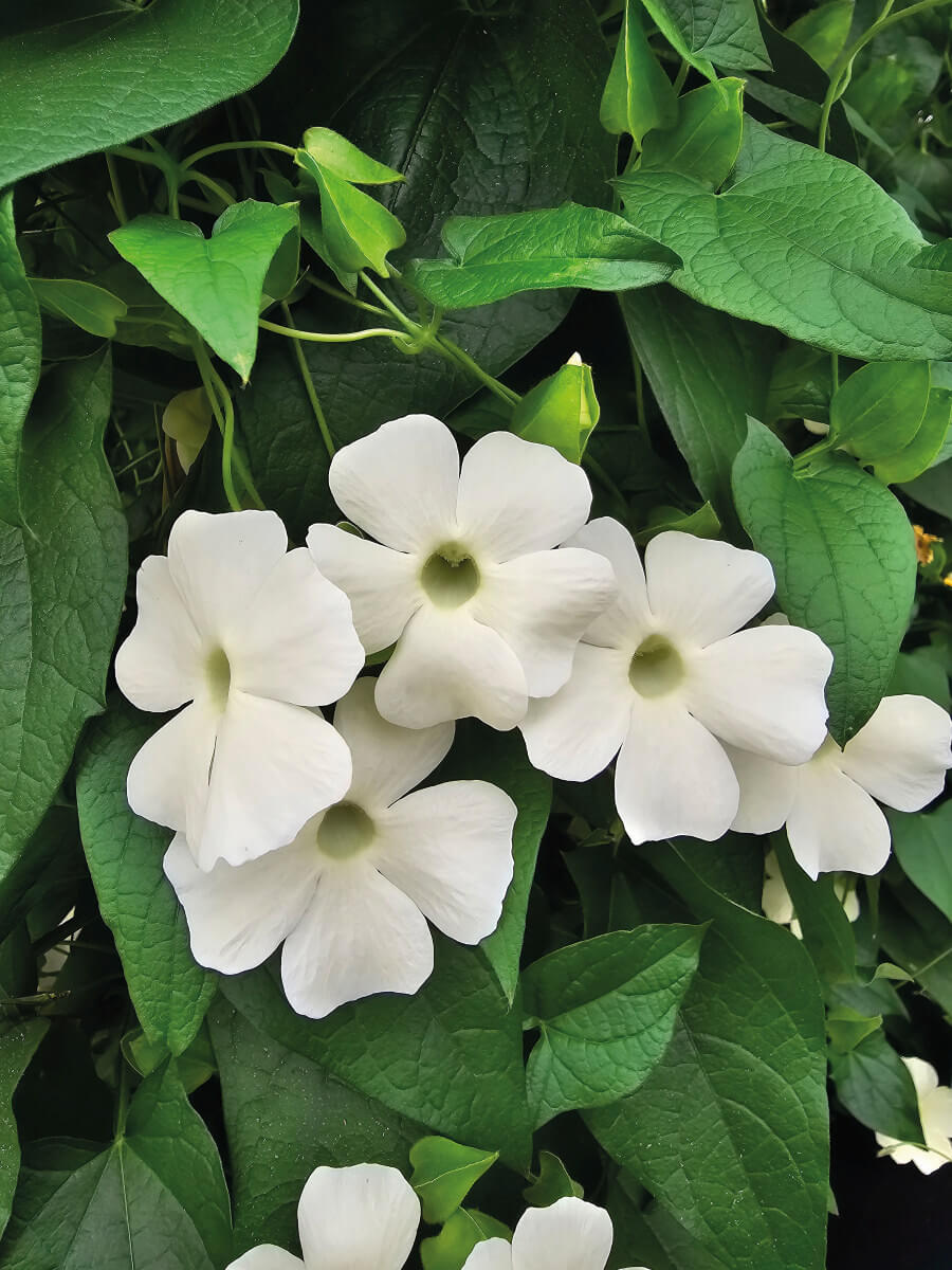 Schwarzäugige Susanne (Thunbergia) 'Sunny Susy® in verschiedenen Farben
