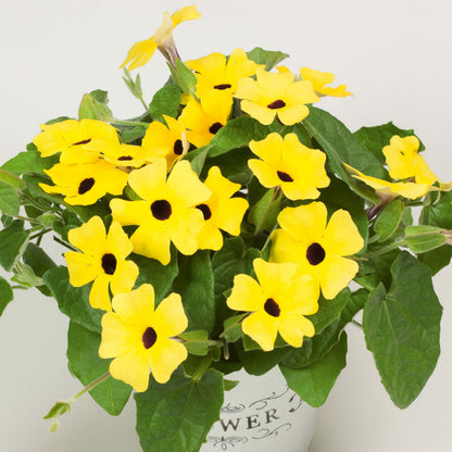 Schwarzäugige Susanne (Thunbergia) 'Sunny Susy® in verschiedenen Farben