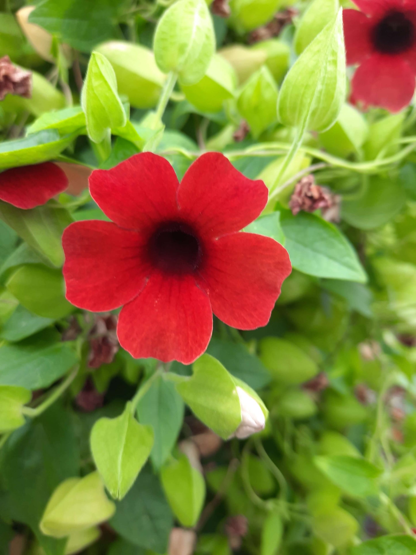 Schwarzäugige Susanne (Thunbergia) 'Sunny Susy® in verschiedenen Farben
